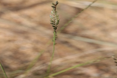 Eragrostiella bifaria